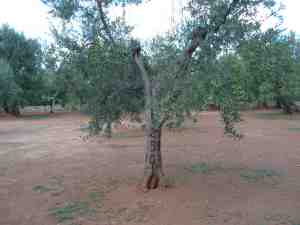 albero