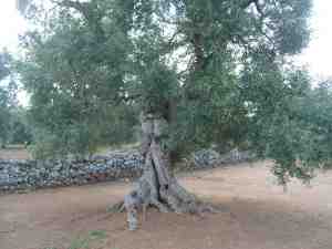 albero