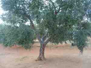 albero