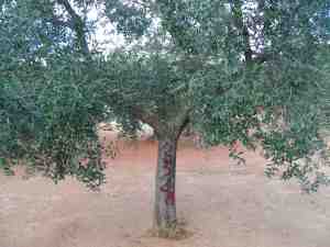 albero