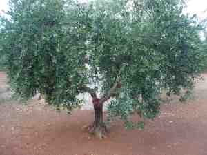 albero