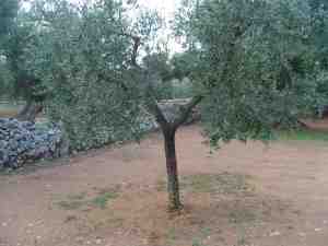 albero