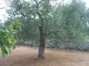 albero
