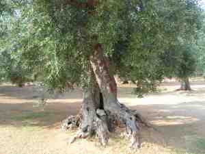 albero