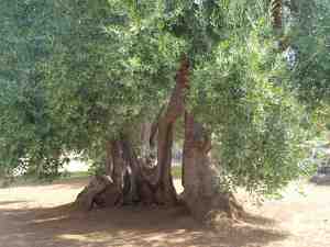 albero