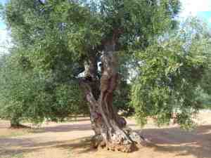 albero