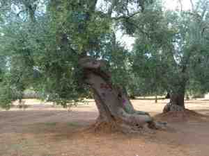 albero