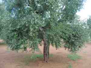 albero