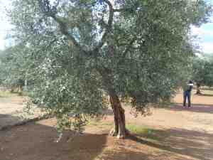 albero