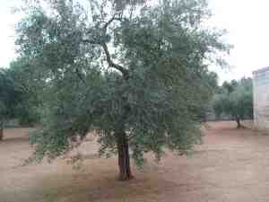 albero