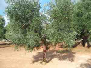 albero