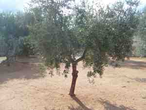 albero