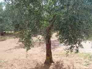 albero