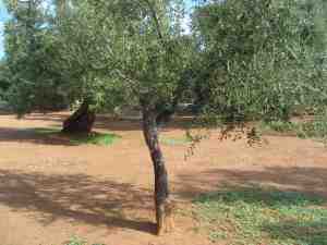 albero