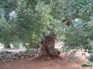 albero