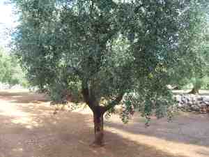 albero