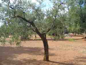 albero