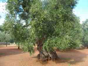 albero