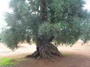 albero