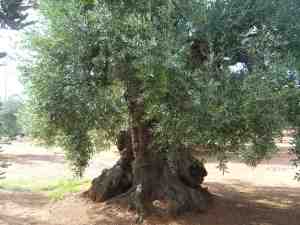 albero