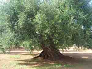 albero