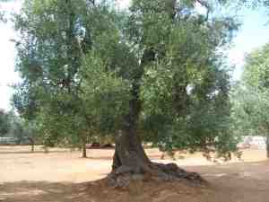 albero