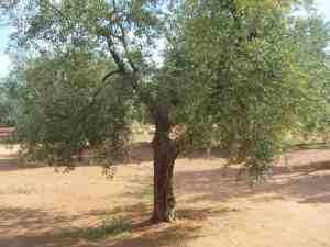 albero