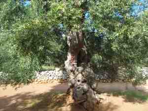 albero