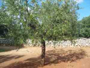 albero