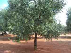 albero