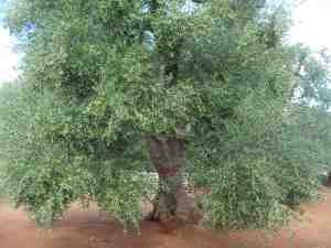 albero