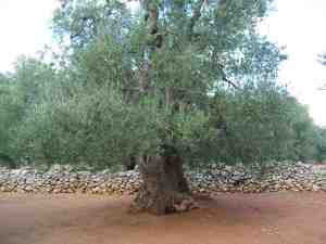 albero
