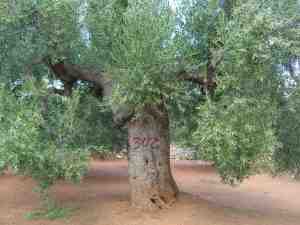 albero