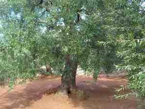 albero