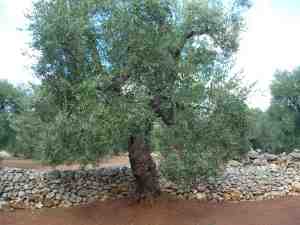 albero