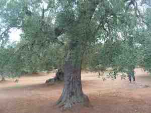 albero