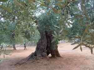 albero