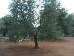 albero
