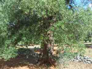 albero