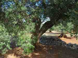 albero