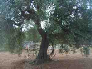 albero