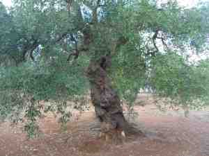 albero