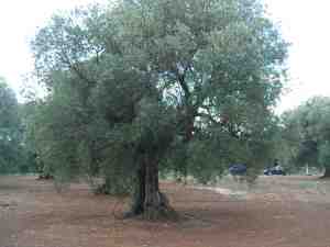albero