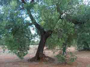 albero