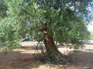 albero