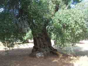 albero