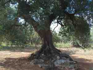 albero