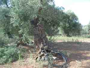 albero