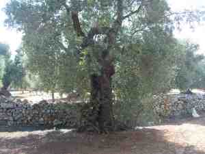 albero