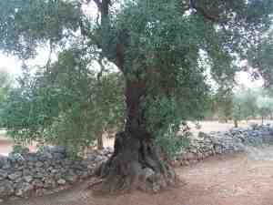 albero